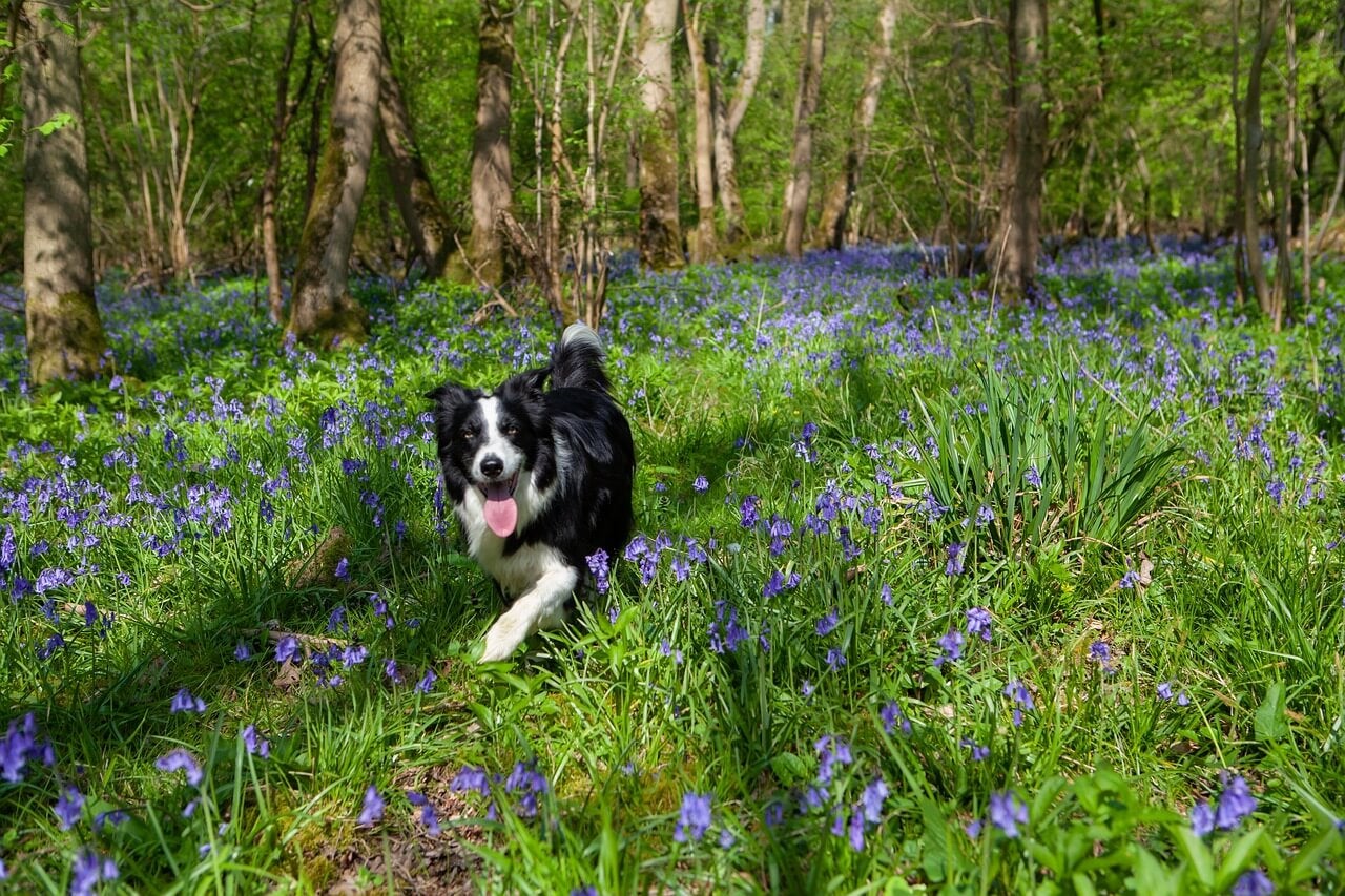 Dog Running in BlueBells