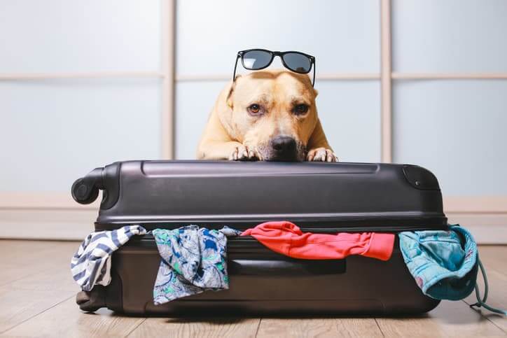 Pitbull with Suitcase 