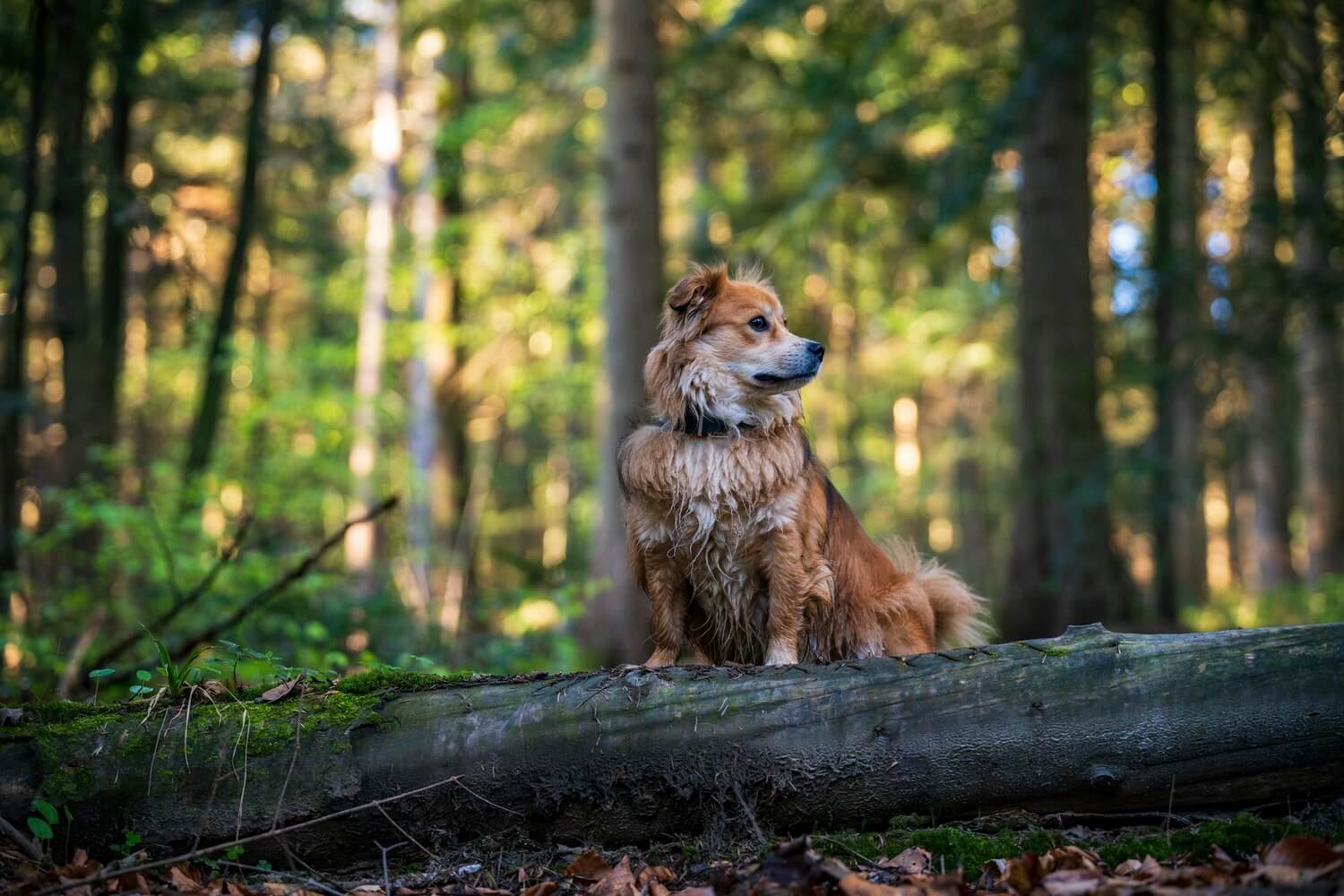 Spring Dog