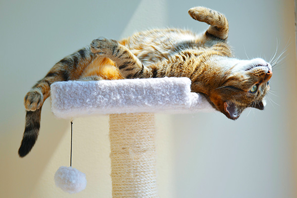 cat