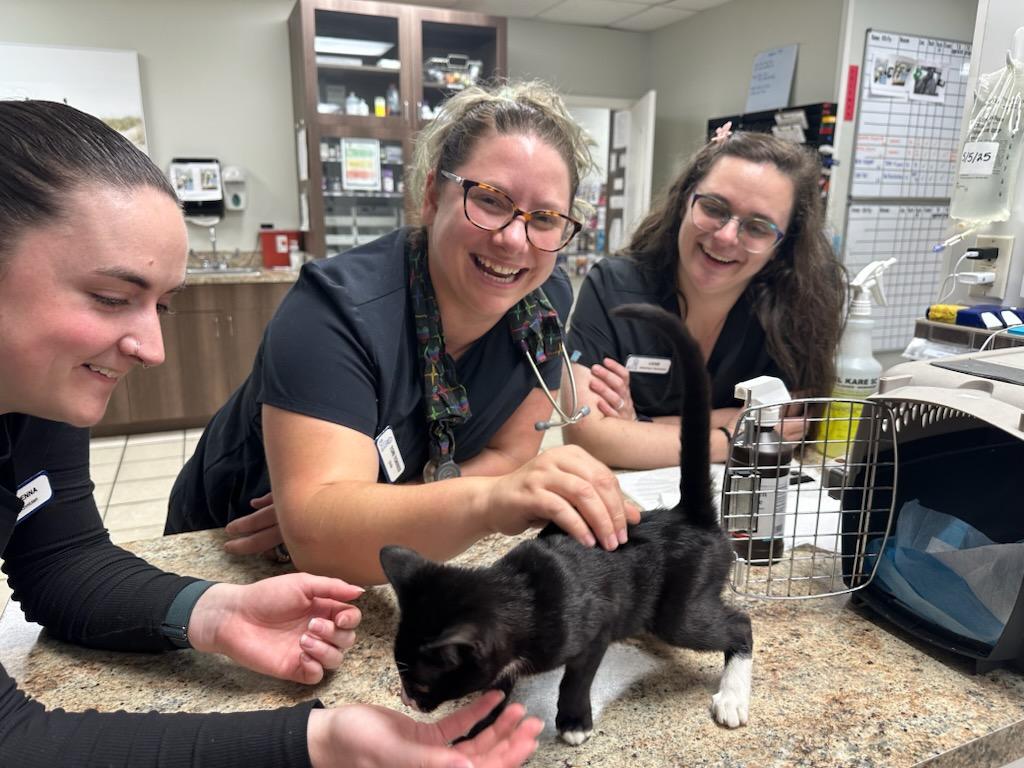 Kitten Wellness Visits 