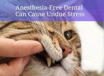 Anesthesia-Free Pet Dental is Riskier Than You Think