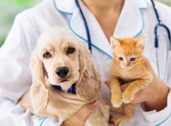 What Bloodwork Can Teach You About Your Pet&#039;s Health