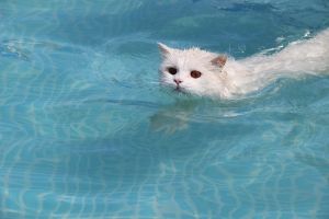 Dry Drowning Cats
