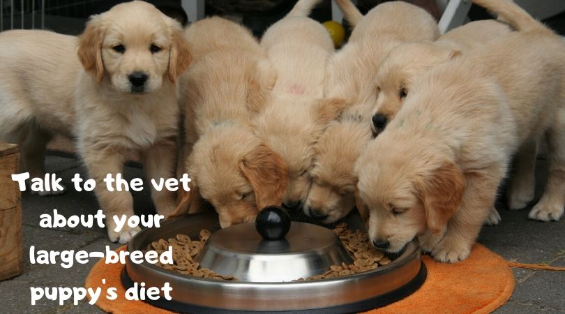 Large Breed Puppies Blog Diet