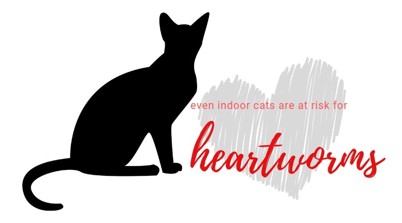 Protect From Heartworms Blog Indoor Cats